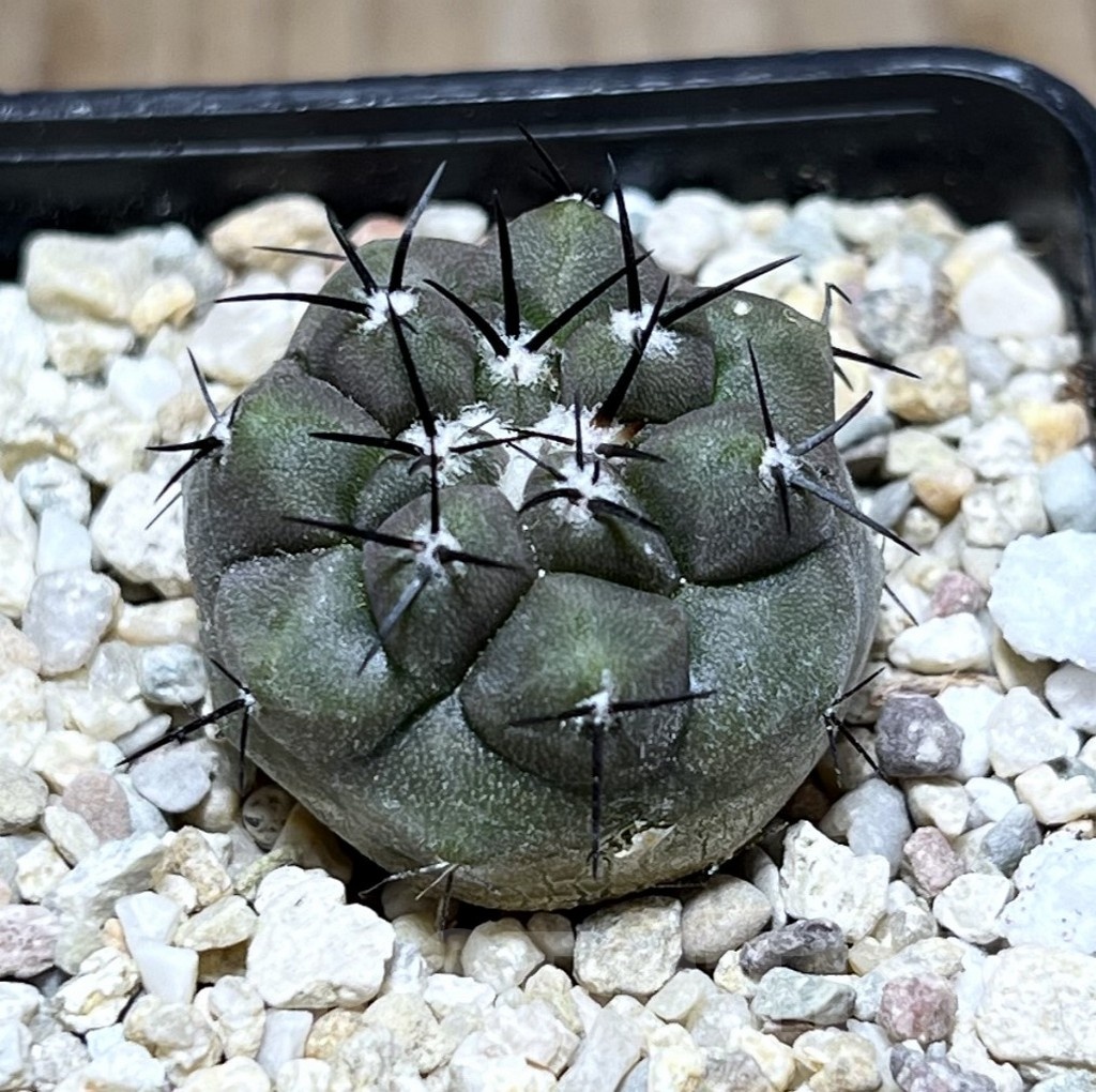 SHPR25490 Copiapoa cinerea