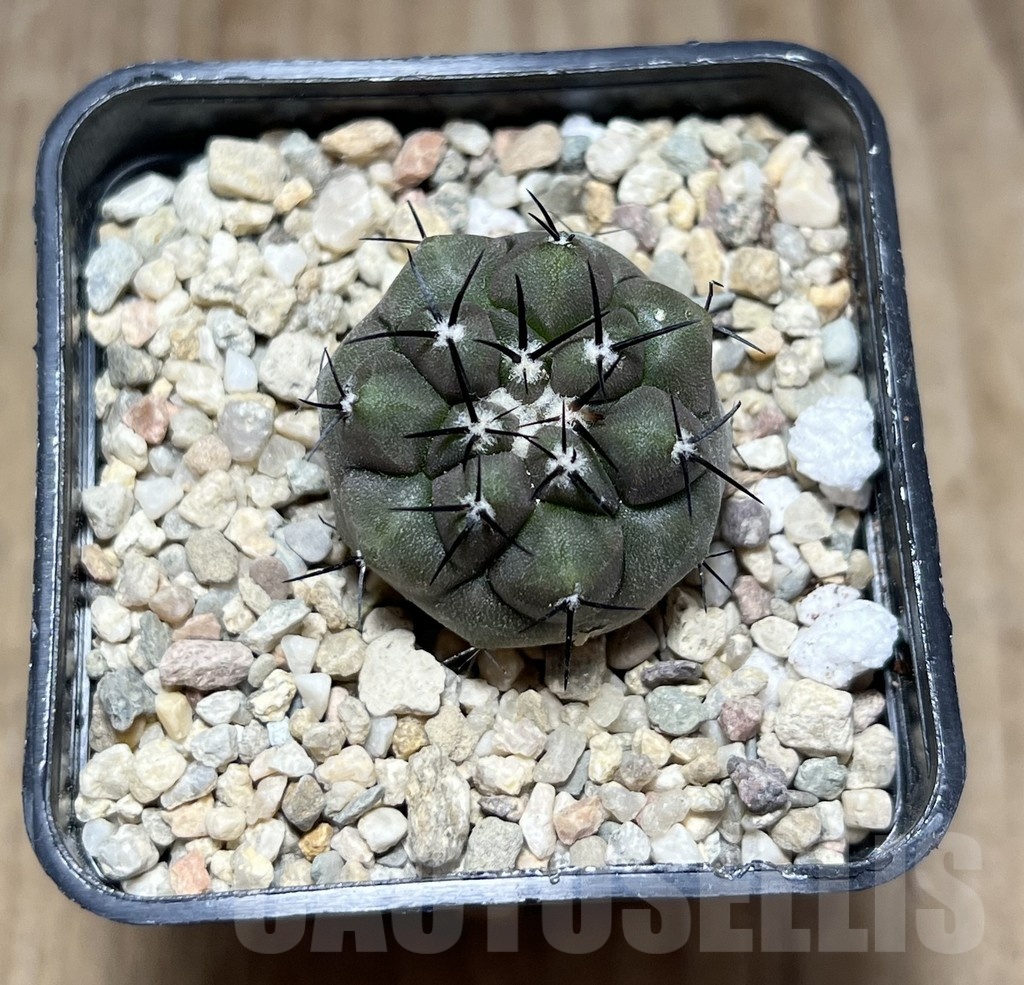 SHPR25490 Copiapoa cinerea - Image 2
