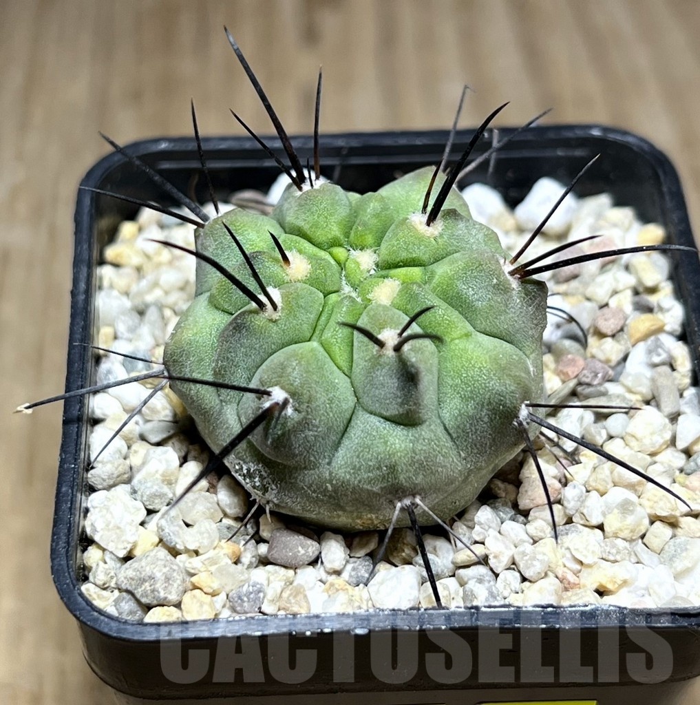 SHPR25492 Copiapoa dealbata PHA 2520