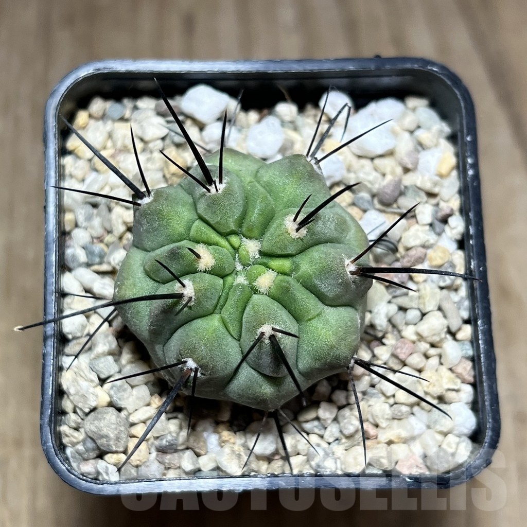 SHPR25492 Copiapoa dealbata PHA 2520 - Image 2