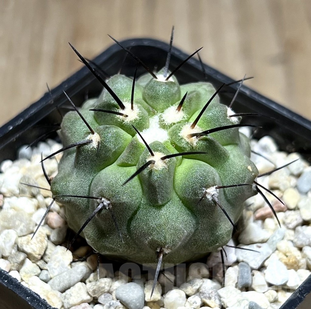 SHPR25495 Copiapoa dealbata PHA 2520
