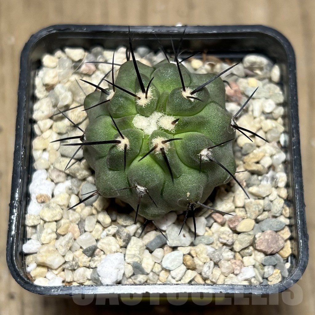 SHPR25495 Copiapoa dealbata PHA 2520 - Image 2