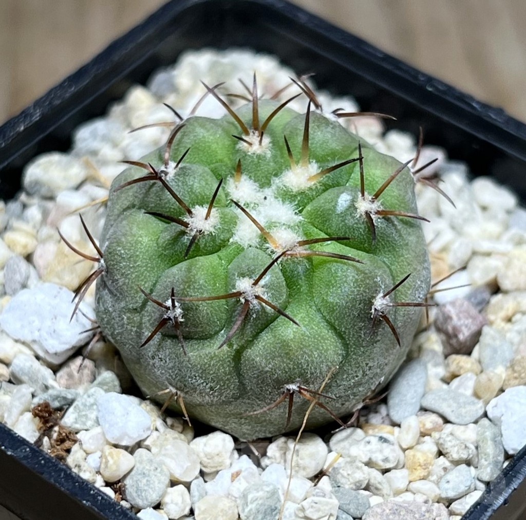 SHPR25503 Copiapoa cinerea v. columna-alba -Esmeralda-