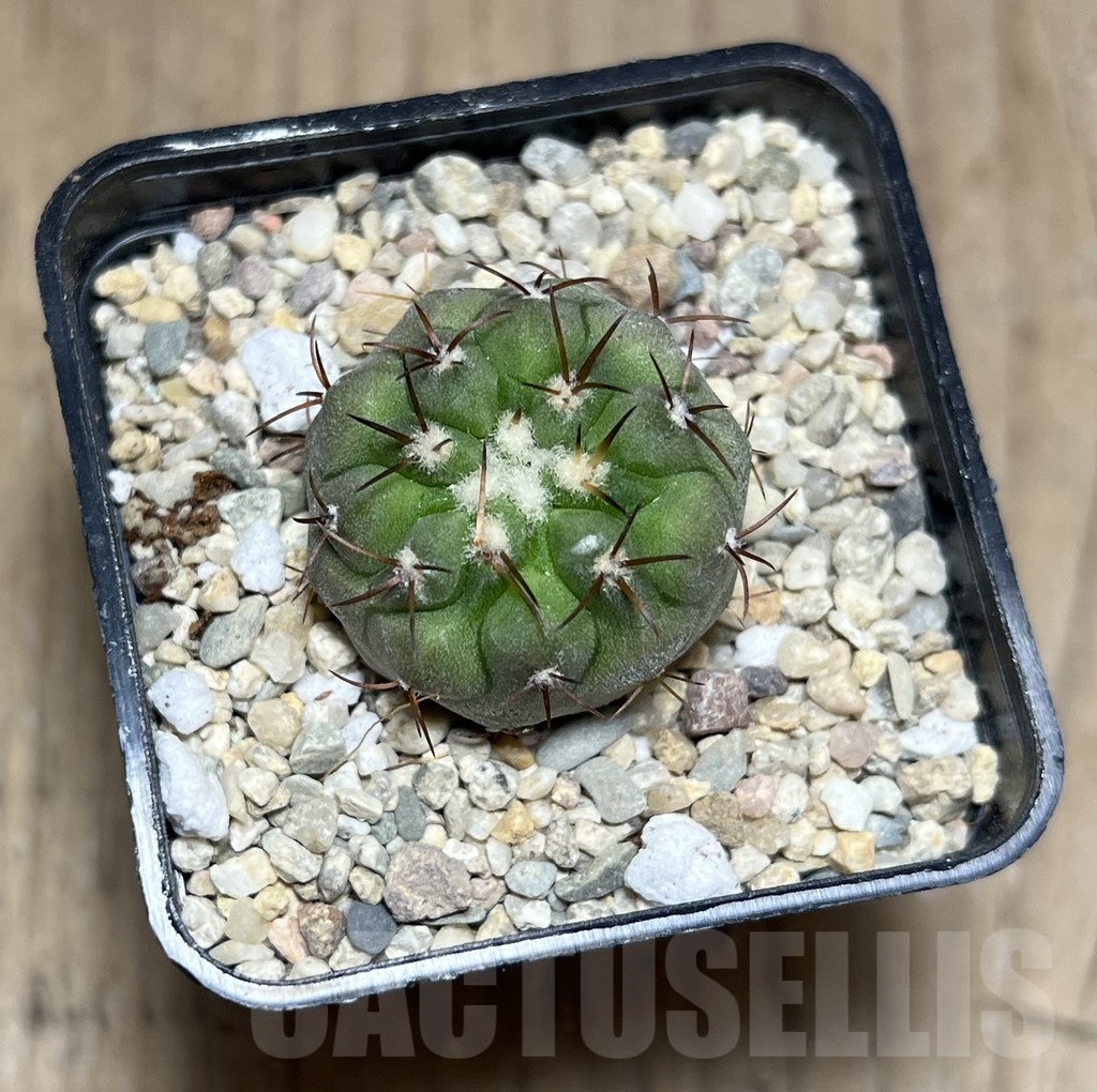 SHPR25503 Copiapoa cinerea v. columna-alba -Esmeralda- - Image 2