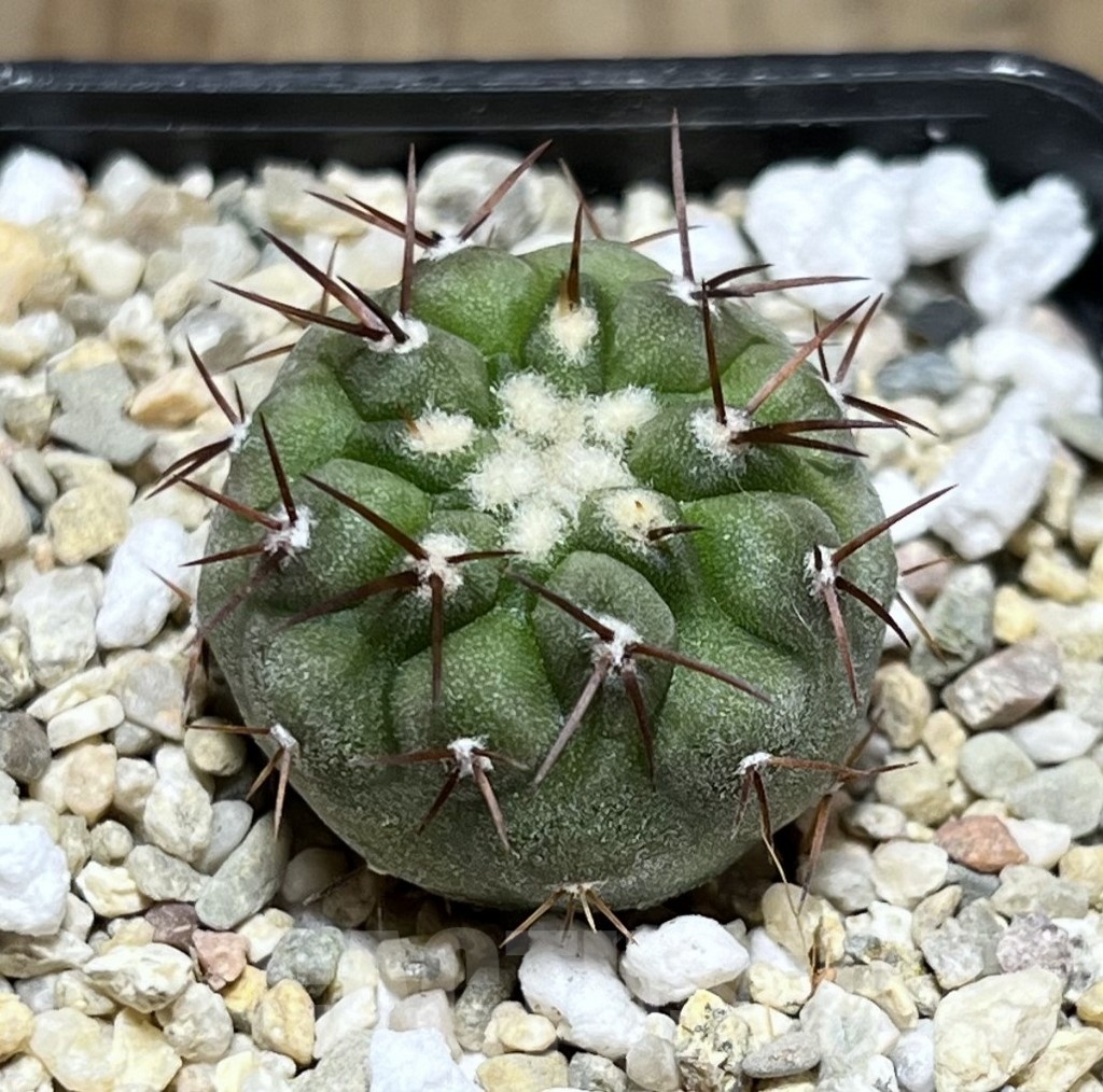 SHPR25509 Copiapoa cinerea v. columna-alba -Esmeralda-