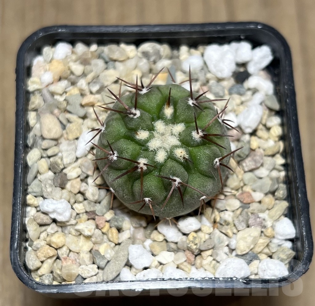 SHPR25509 Copiapoa cinerea v. columna-alba -Esmeralda- - Image 2