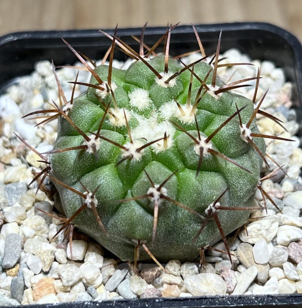 SHPR25510 Copiapoa cinerea v. columna-alba -Esmeralda-