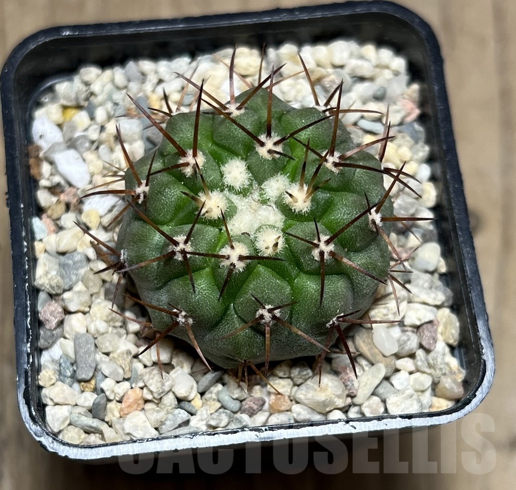 SHPR25510 Copiapoa cinerea v. columna-alba -Esmeralda- - immagine 2