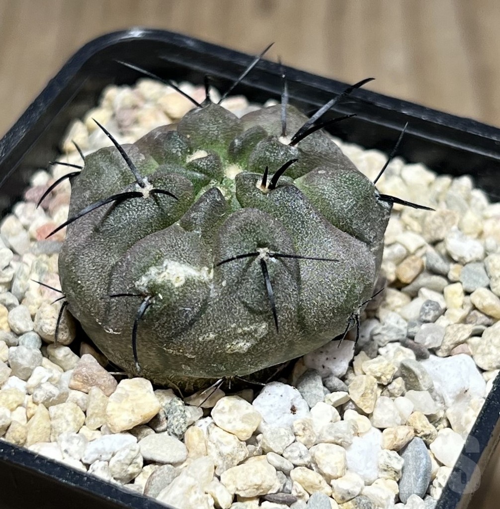 SHPR25525 Copiapoa dealbata PHA 2520 - Image 2