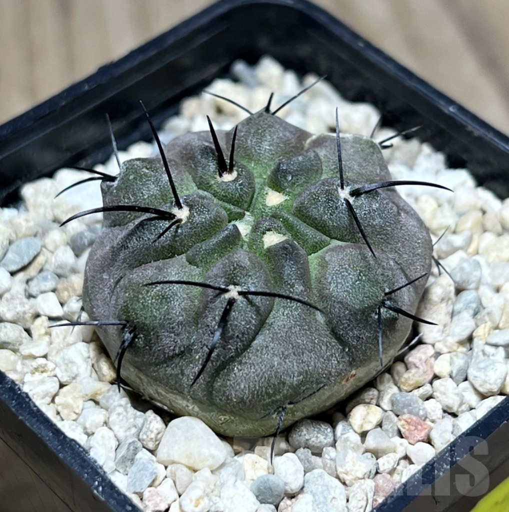 SHPR25525 Copiapoa dealbata PHA 2520
