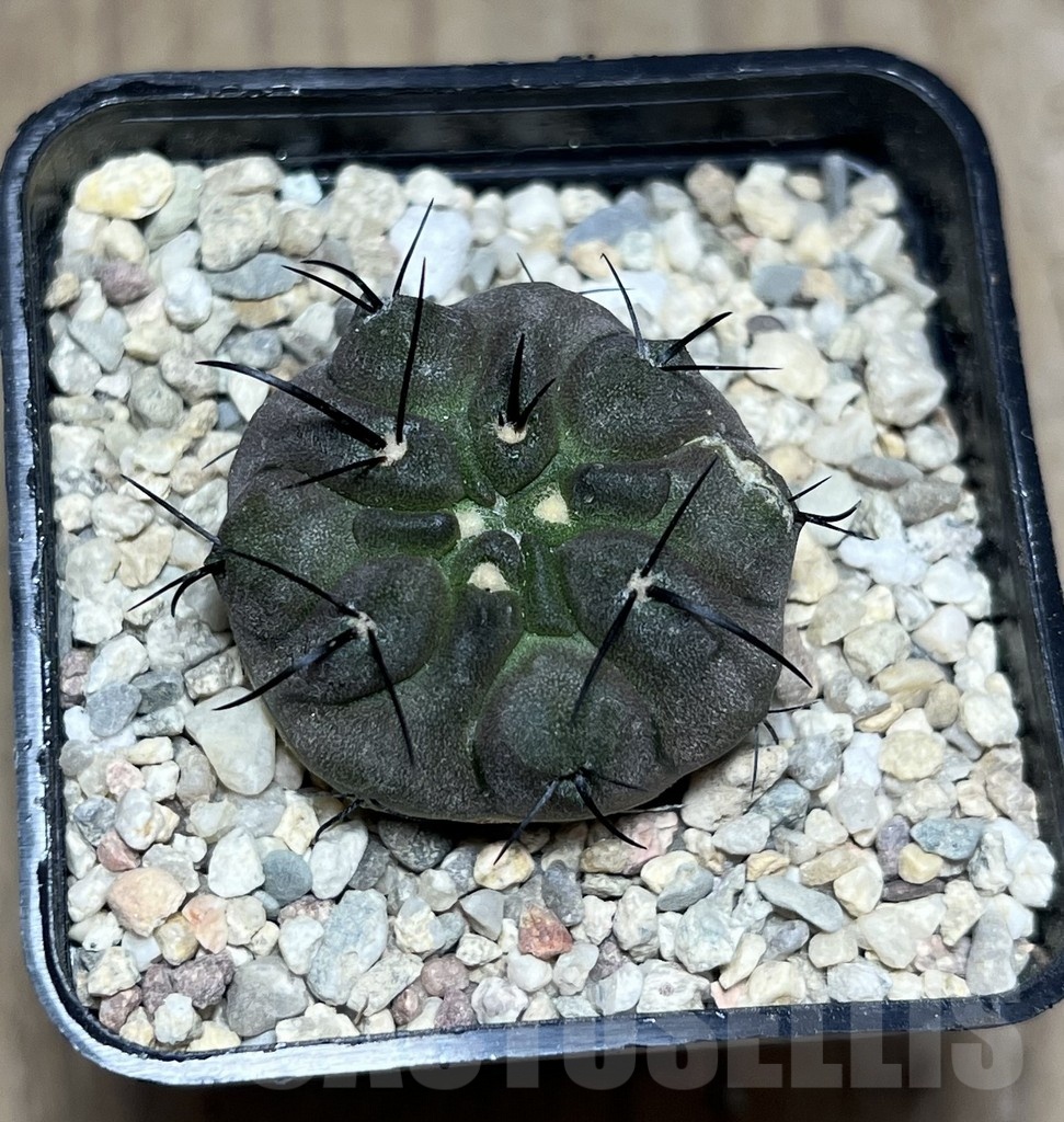 SHPR25525 Copiapoa dealbata PHA 2520 - Image 3