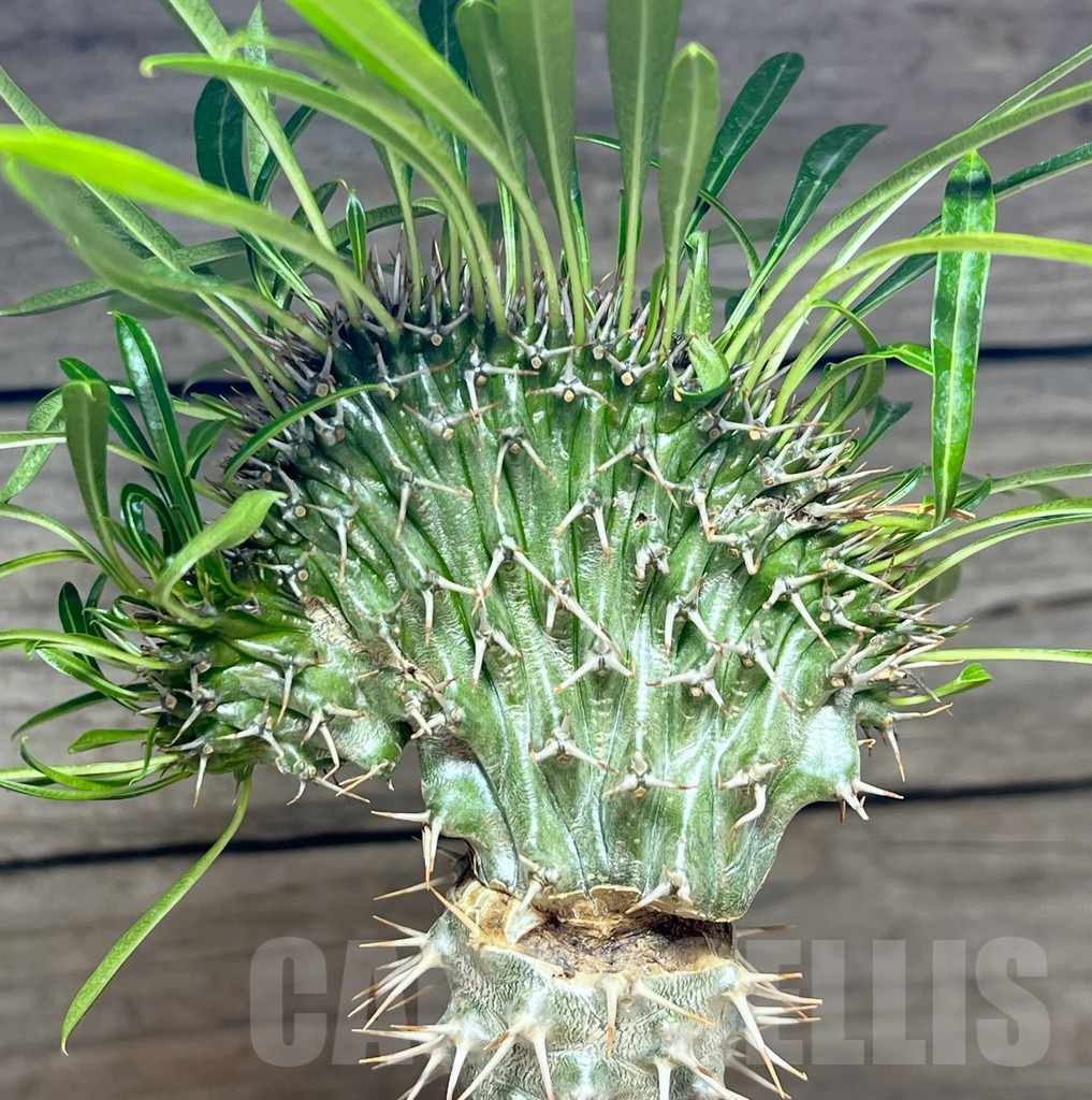 SHPR25622 Pachypodium fiherense f. cristata