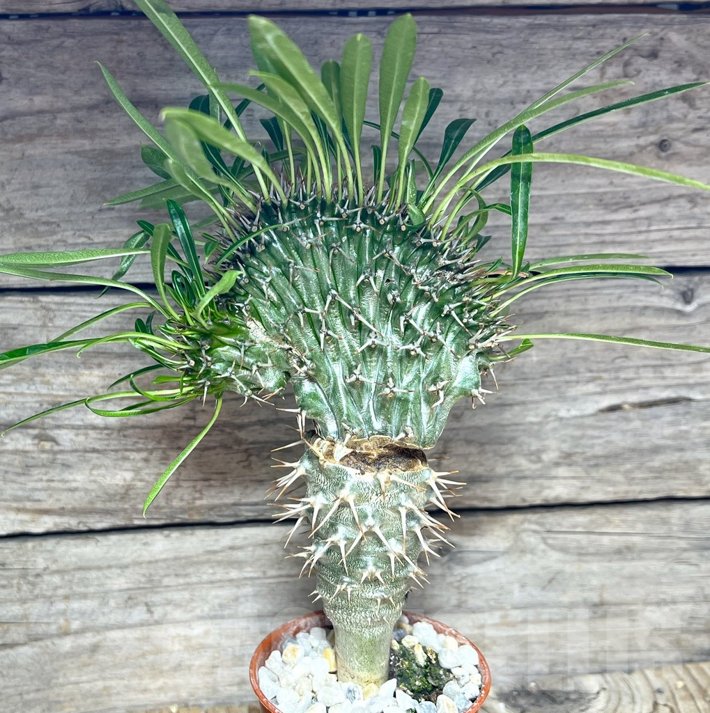 SHPR25622 Pachypodium fiherense f. cristata - Image 2