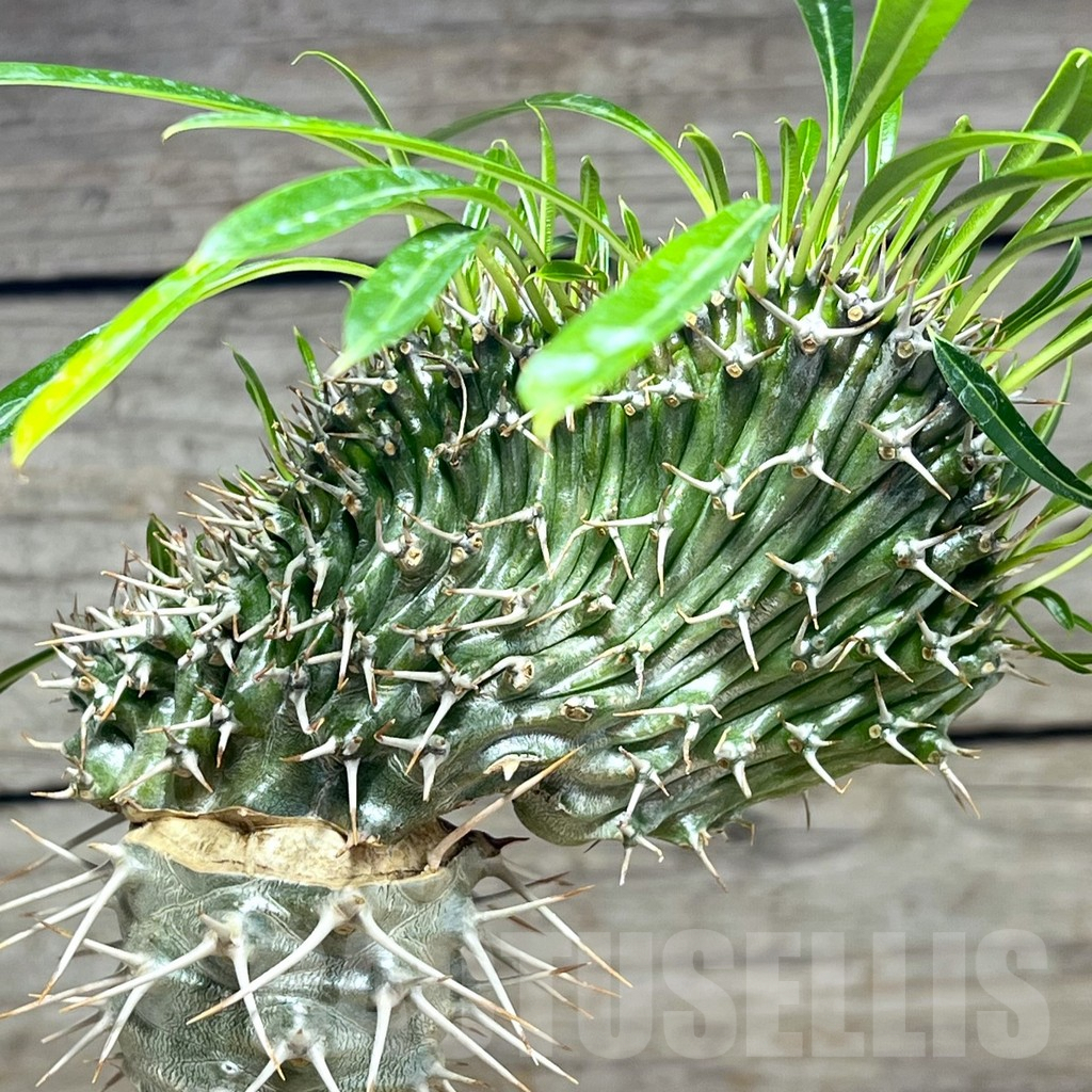 SHPR25623 Pachypodium fiherense f. cristata