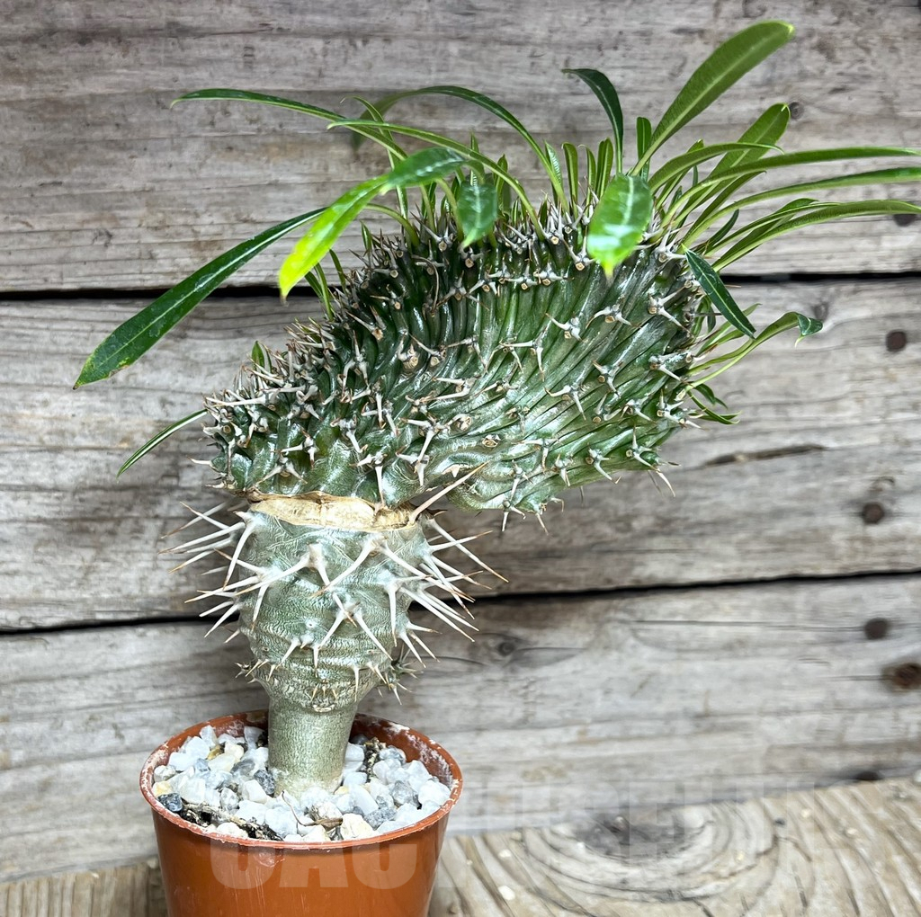 SHPR25623 Pachypodium fiherense f. cristata - immagine 2