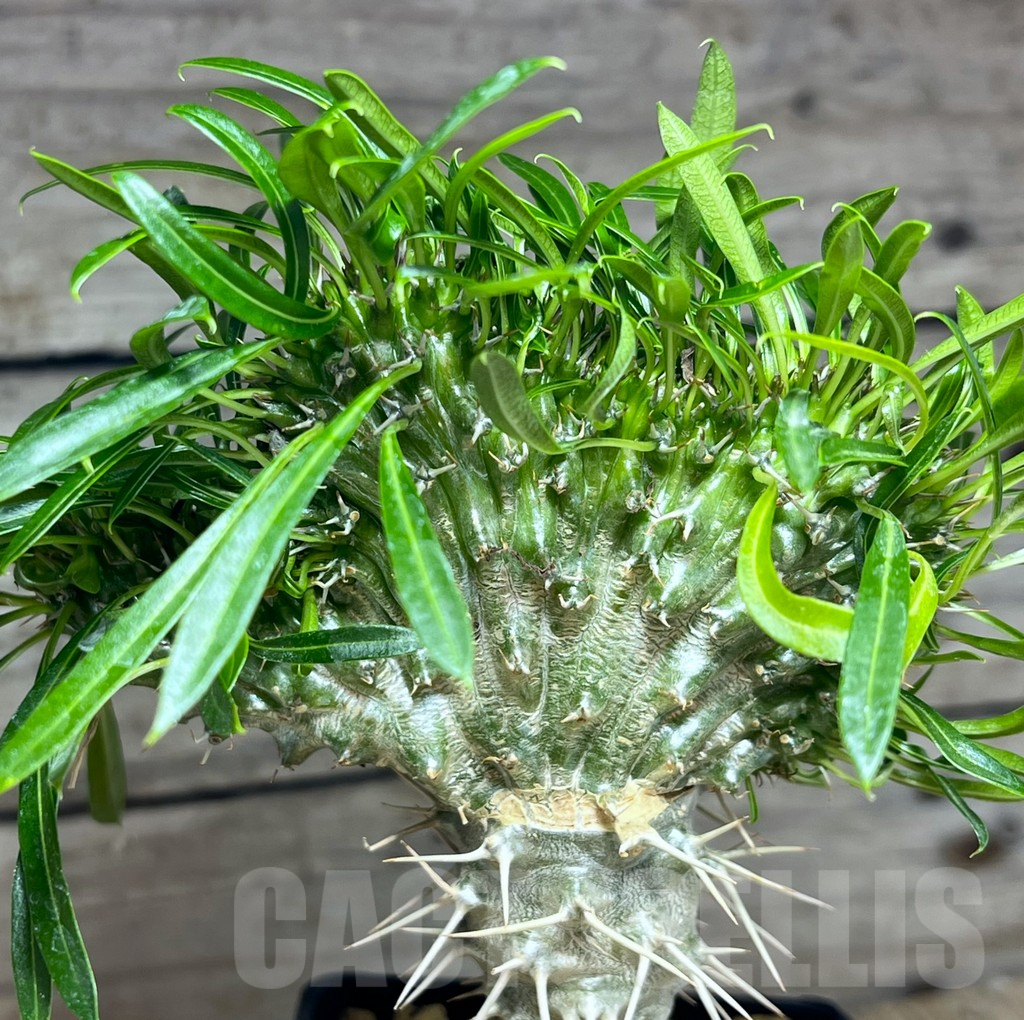 SHPR25624 Pachypodium fiherense f. cristata