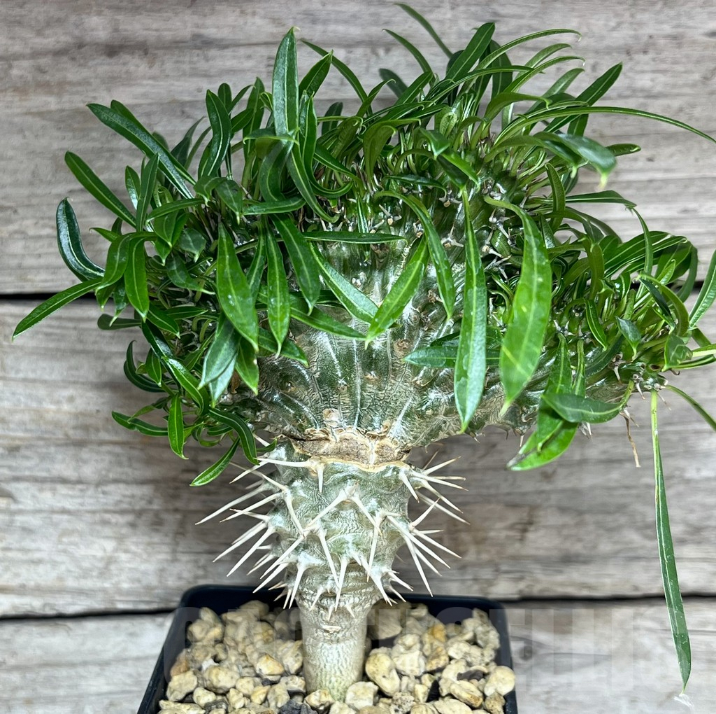 SHPR25624 Pachypodium fiherense f. cristata - Image 2