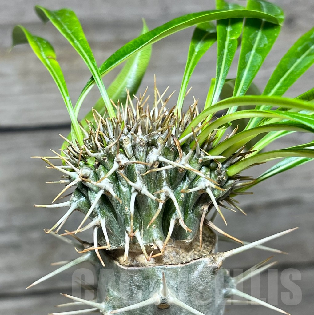 SHPR25625 Pachypodium lamerei f. cristata