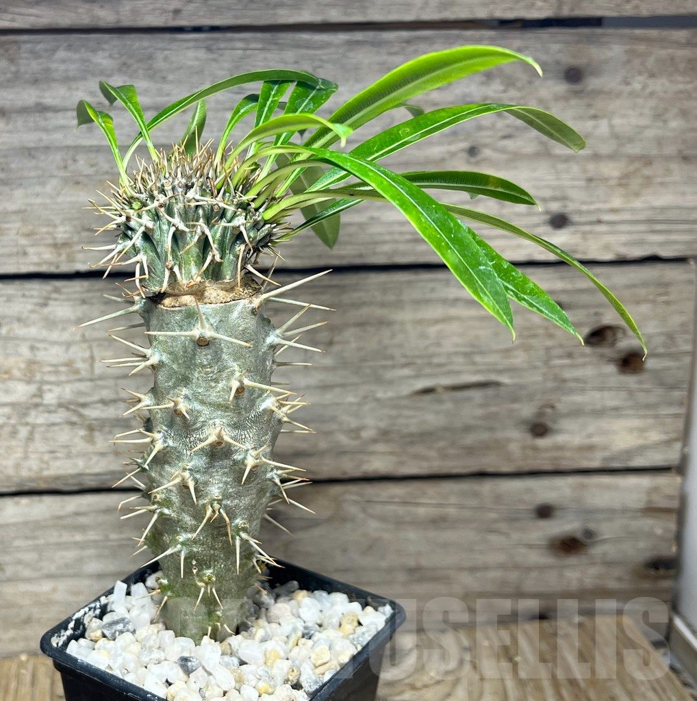 SHPR25625 Pachypodium lamerei f. cristata - Image 2