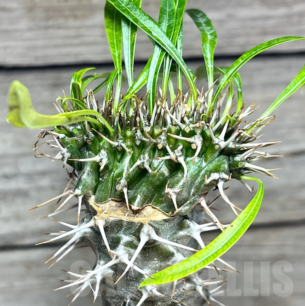 SHPR25626 Pachypodium lamerei f. cristata