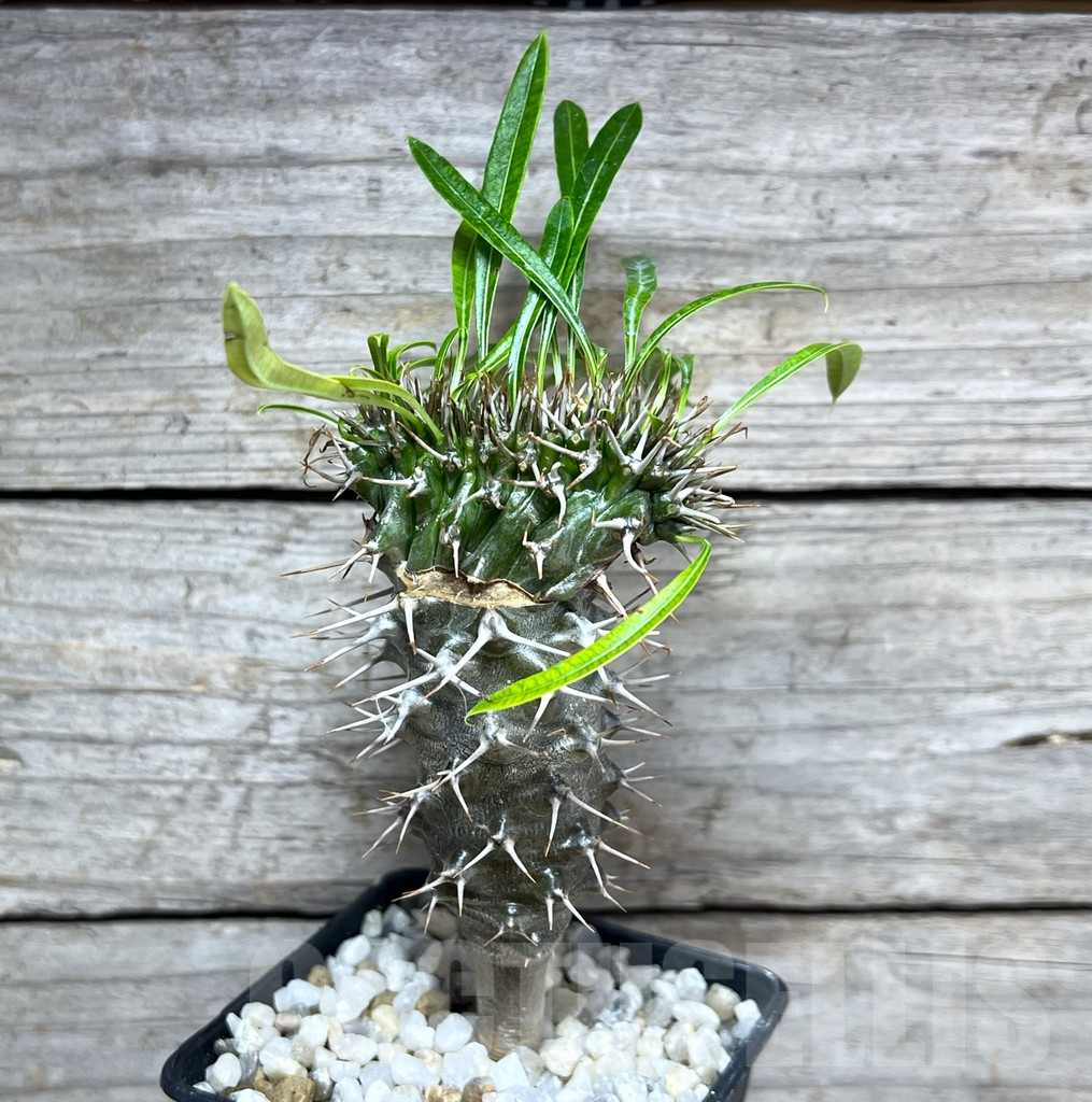 SHPR25626 Pachypodium lamerei f. cristata – Bild 2