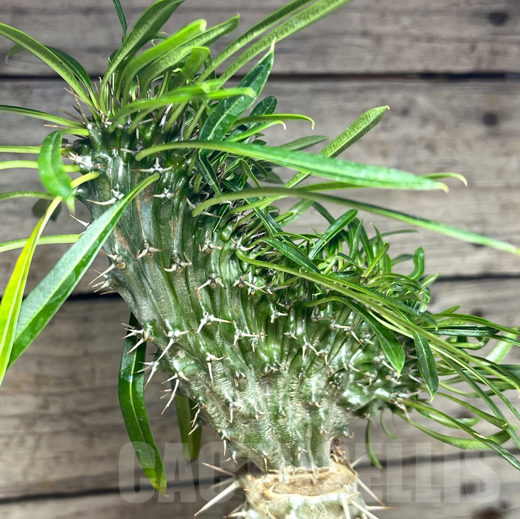 SHPR25627 Pachypodium lamerei f. cristata