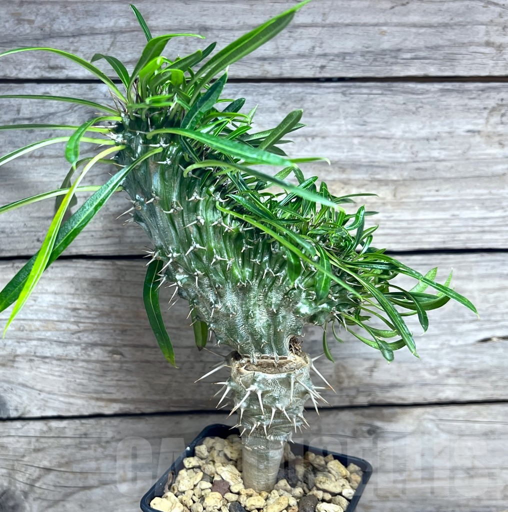 SHPR25627 Pachypodium lamerei f. cristata – Bild 2