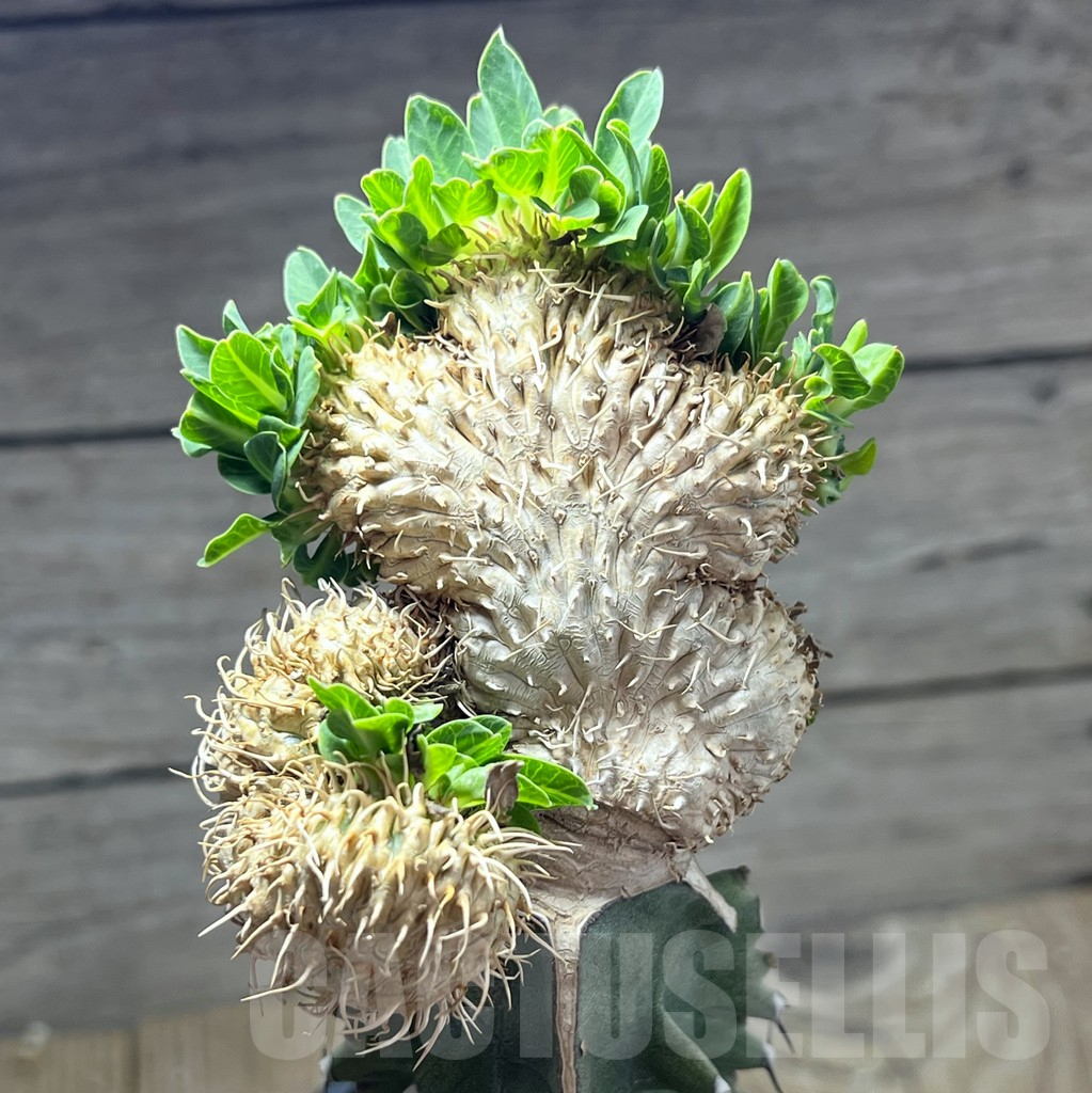 SHPR25631 Euphorbia guillauminiana f. cristata