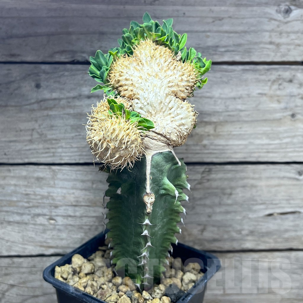 SHPR25631 Euphorbia guillauminiana f. cristata - Image 2