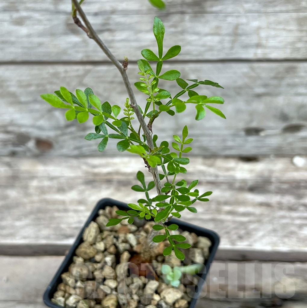 SHPR25632 Operculicarya decaryi