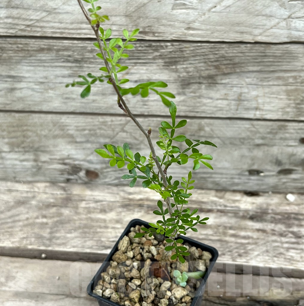 SHPR25632 Operculicarya decaryi - Image 2