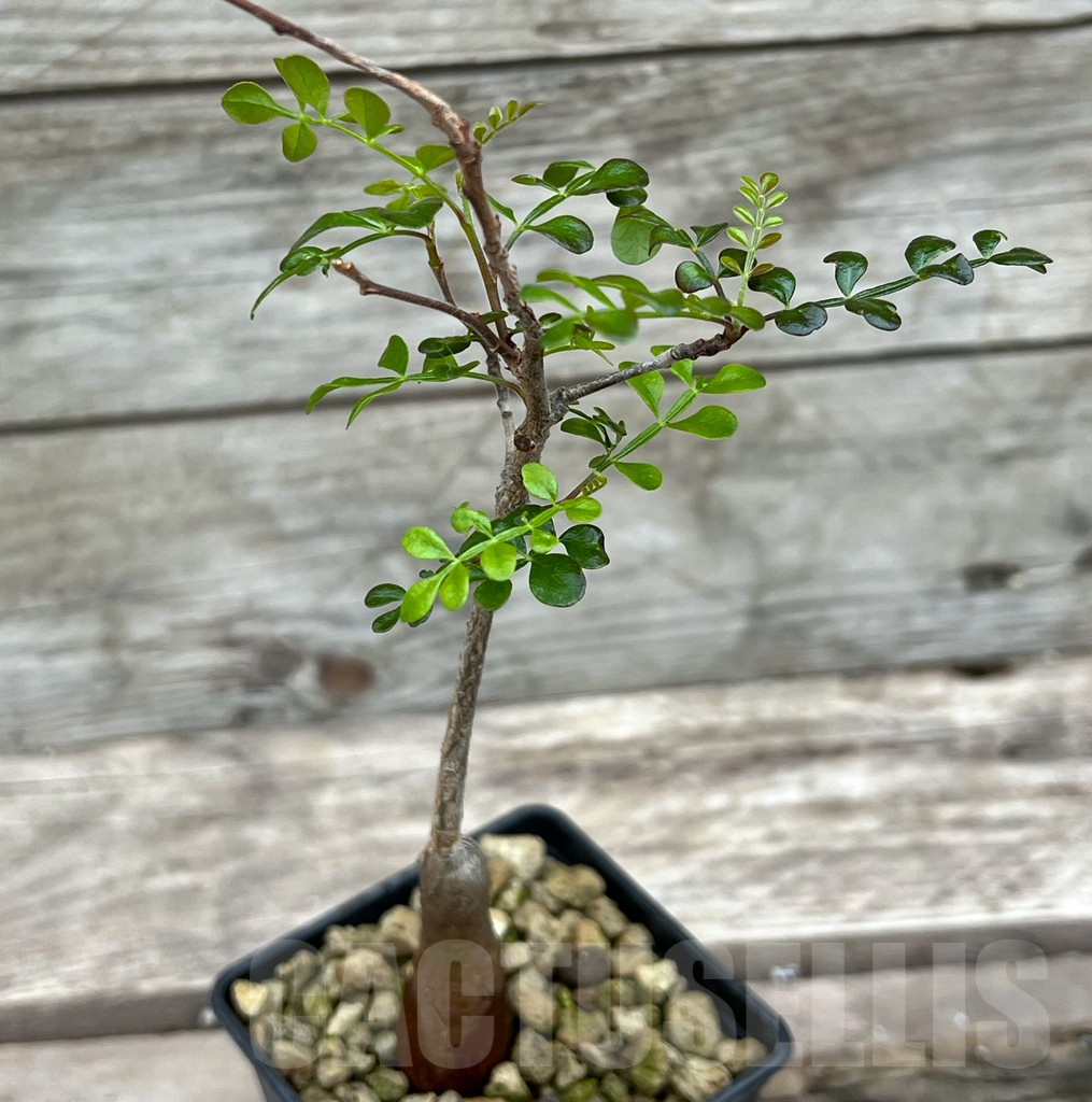 SHPR25633 Operculicarya decaryi - Obrázek 2