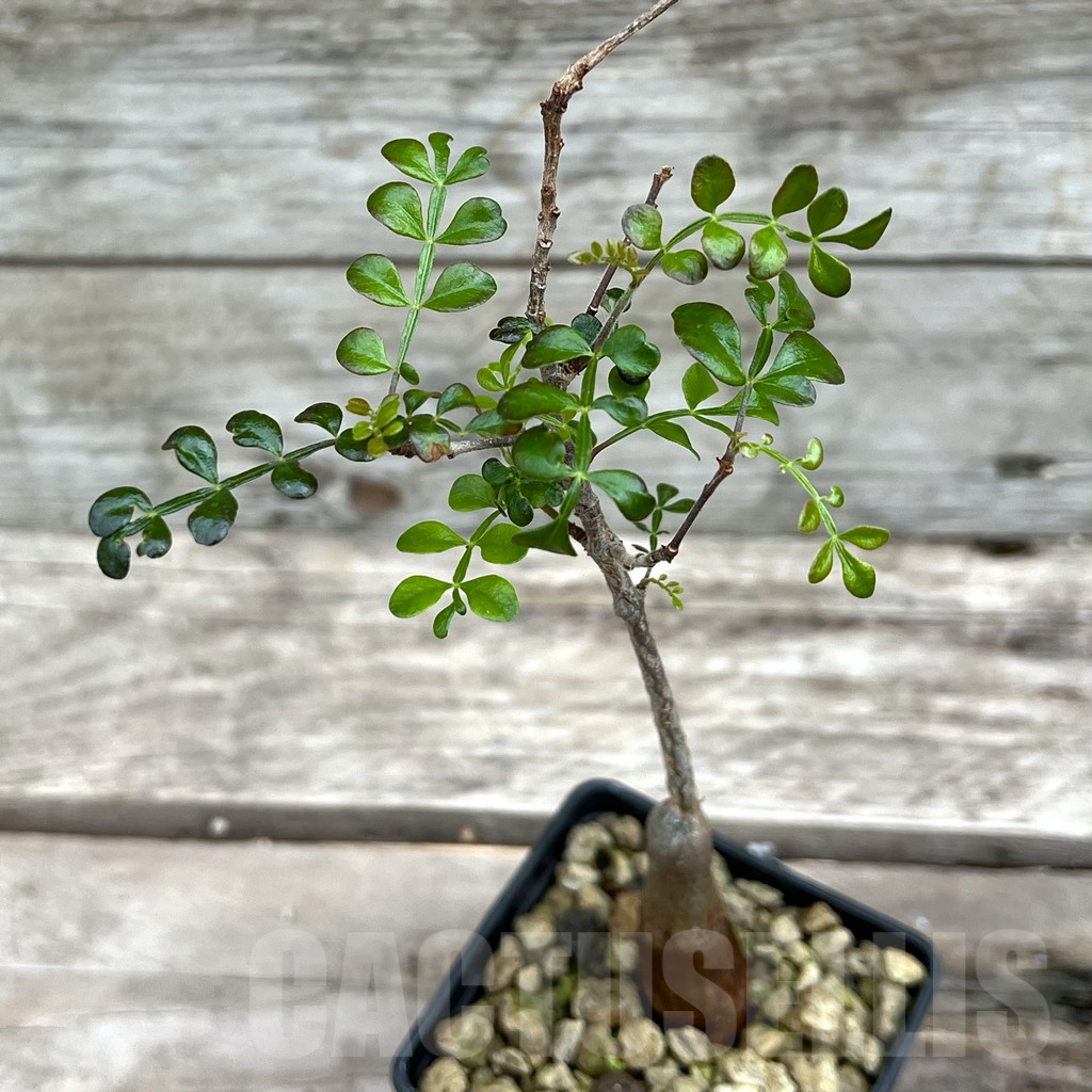 SHPR25633 Operculicarya decaryi