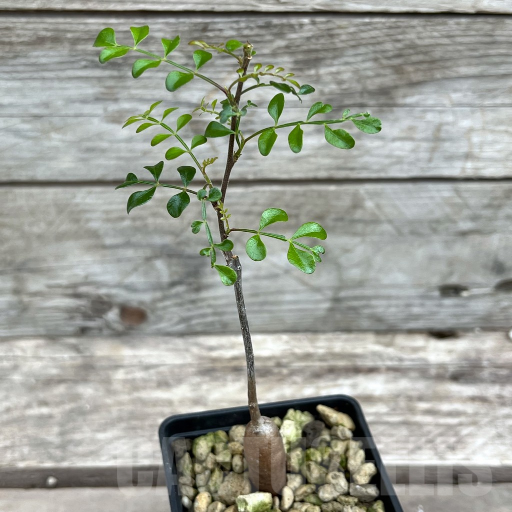 SHPR25634 Operculicarya decaryi