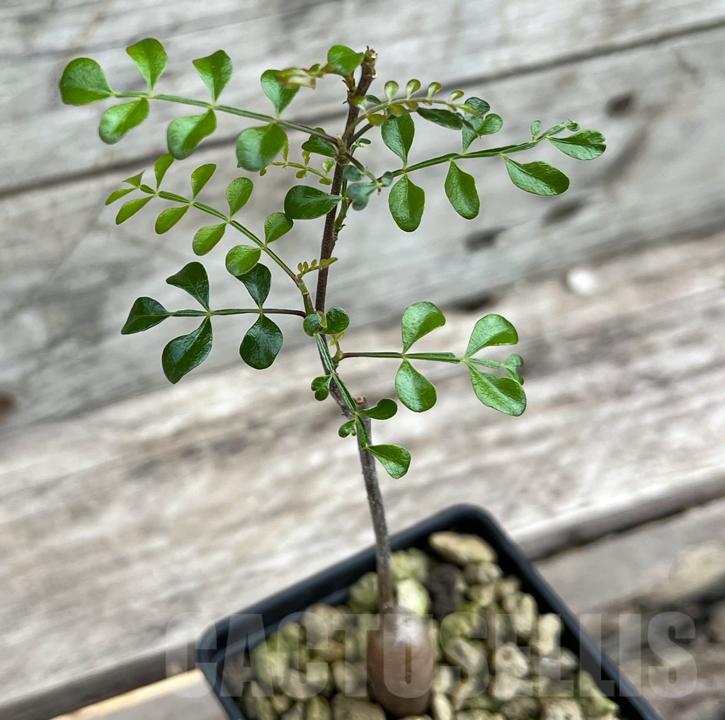 SHPR25634 Operculicarya decaryi - Obrázek 2