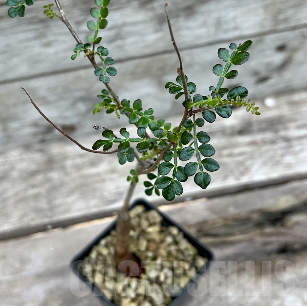 SHPR25636 Operculicarya decaryi