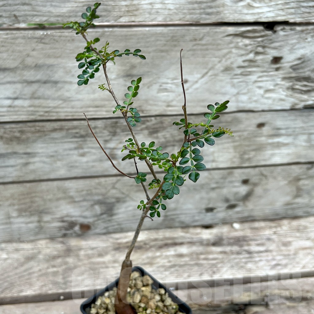 SHPR25636 Operculicarya decaryi - Obrázek 2