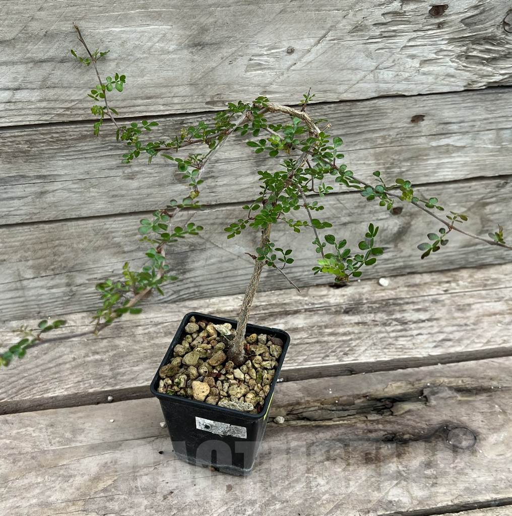 SHPR25637 Operculicarya decaryi - Obrázek 2