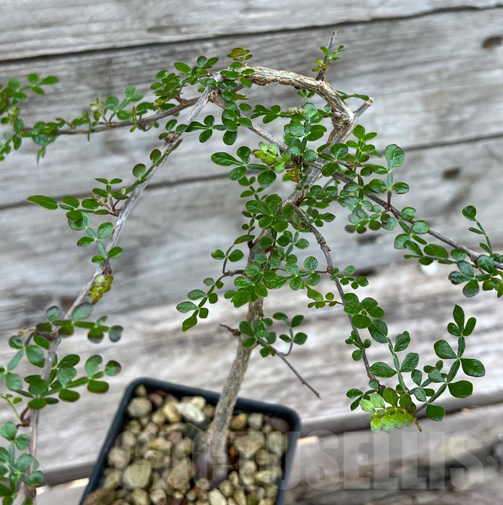 SHPR25637 Operculicarya decaryi