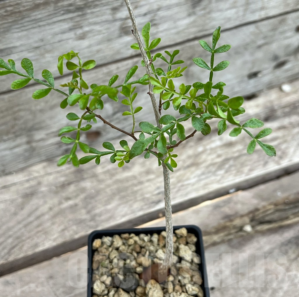 SHPR25639 Operculicarya decaryi