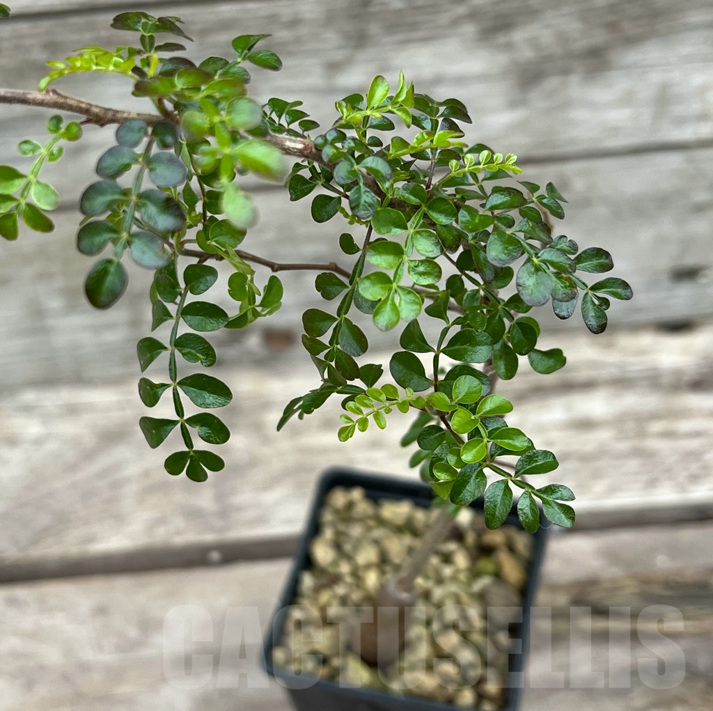 SHPR25640 Operculicarya decaryi