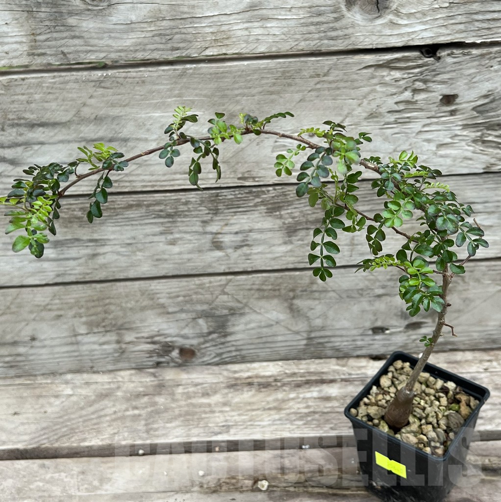 SHPR25640 Operculicarya decaryi - Image 2