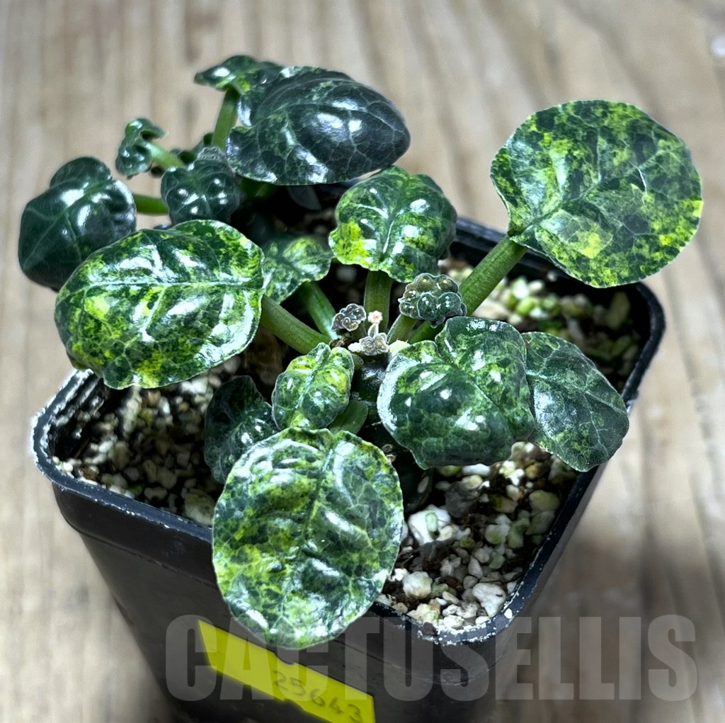 SHPR25643 Dorstenia foetida f. variegata, 2 plants