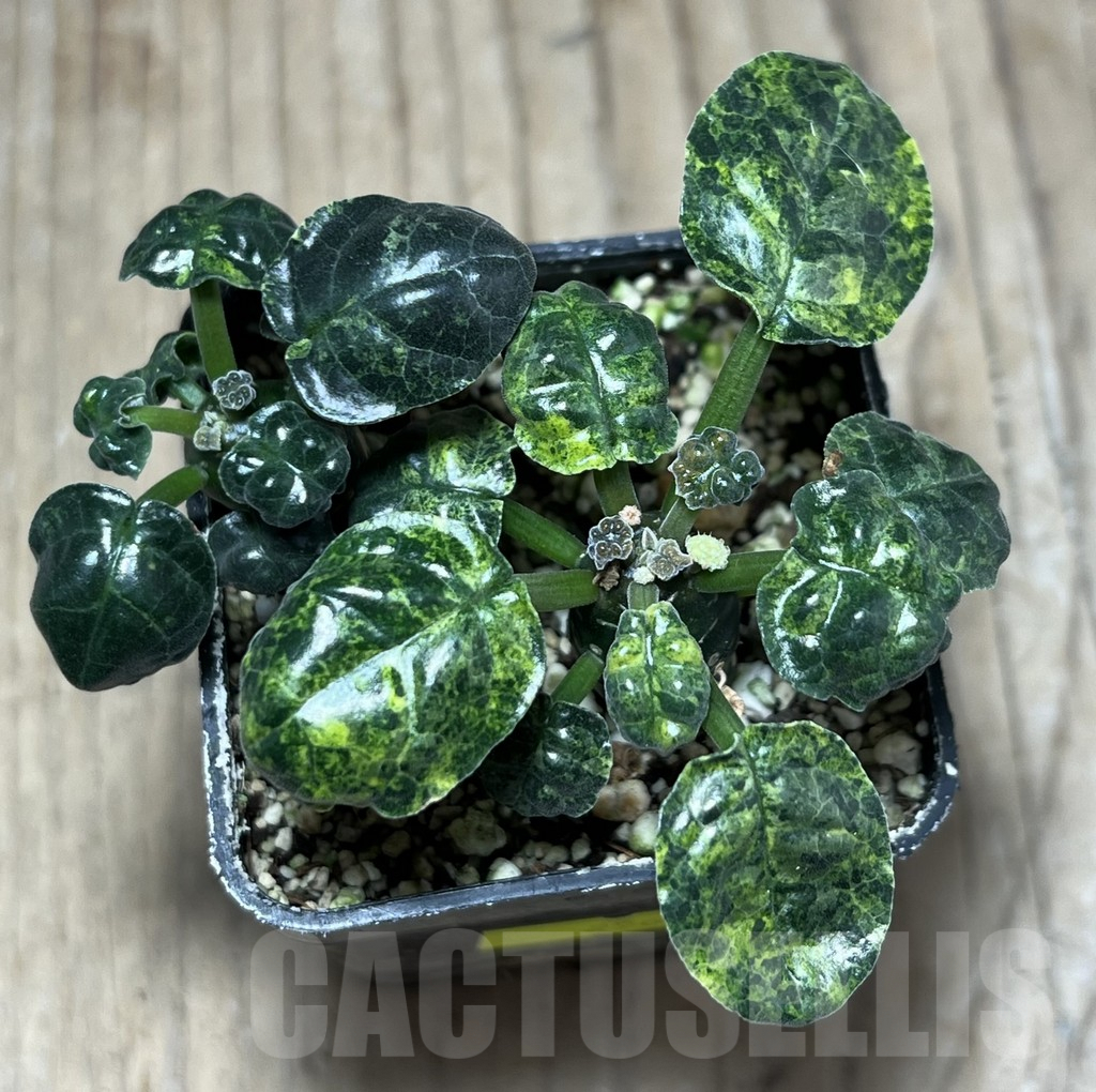 SHPR25643 Dorstenia foetida f. variegata, 2 plants - Image 2