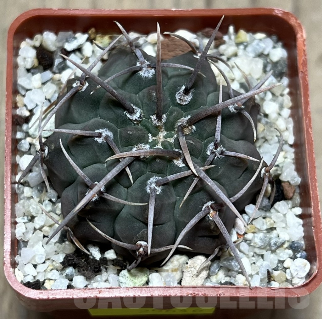 SHPR25646 Gymnocalycium vatteri v. altautinense - Image 2