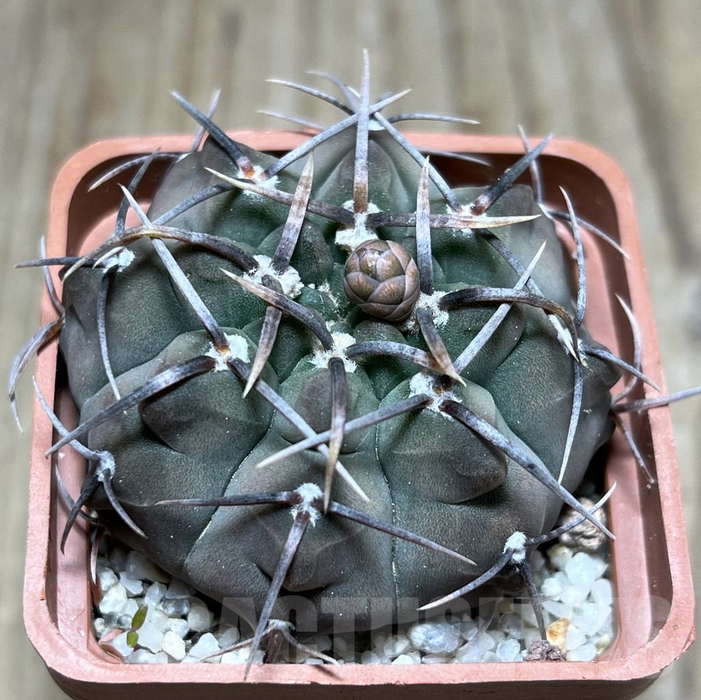 SHPR25648 Gymnocalycium vatteri v. altautinense