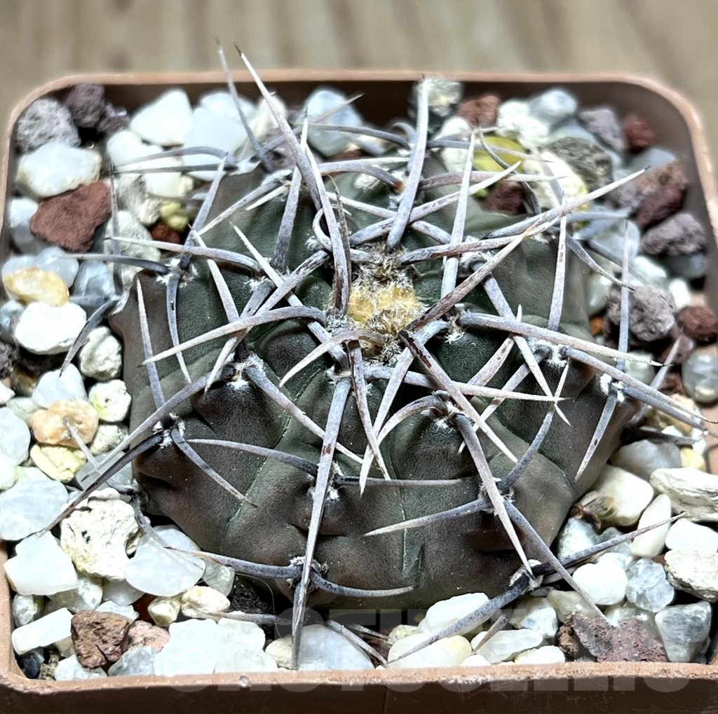 SHPR25649 Gymnocalycium vatteri v. altautinense