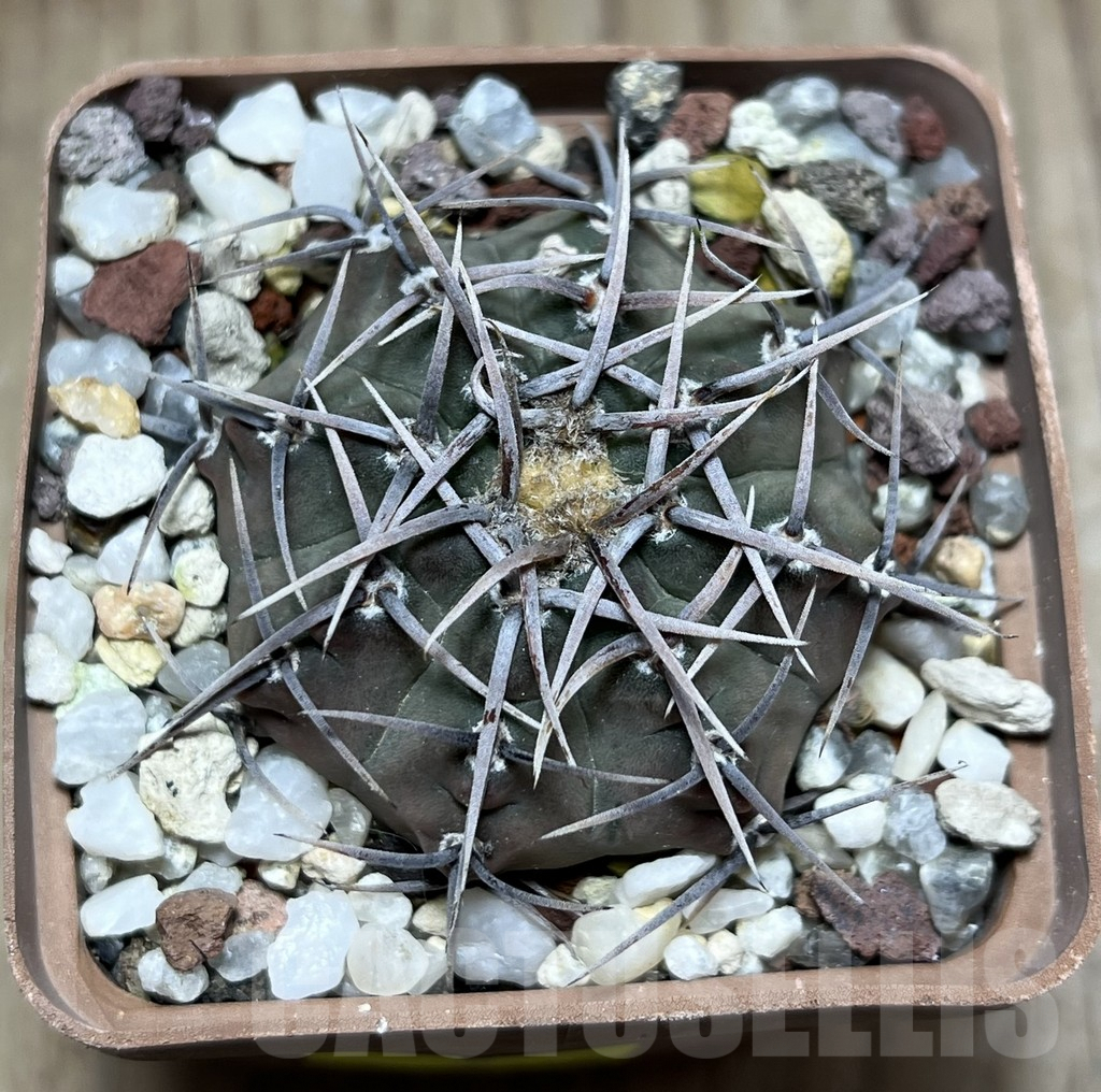 SHPR25649 Gymnocalycium vatteri v. altautinense - Image 2