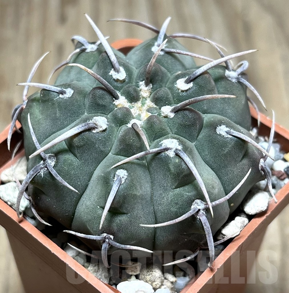 SHPR25652 Gymnocalycium vatteri 1-spines