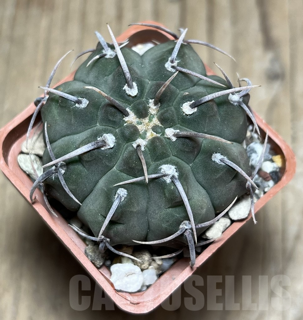 SHPR25652 Gymnocalycium vatteri 1-spines - 画像 (2)